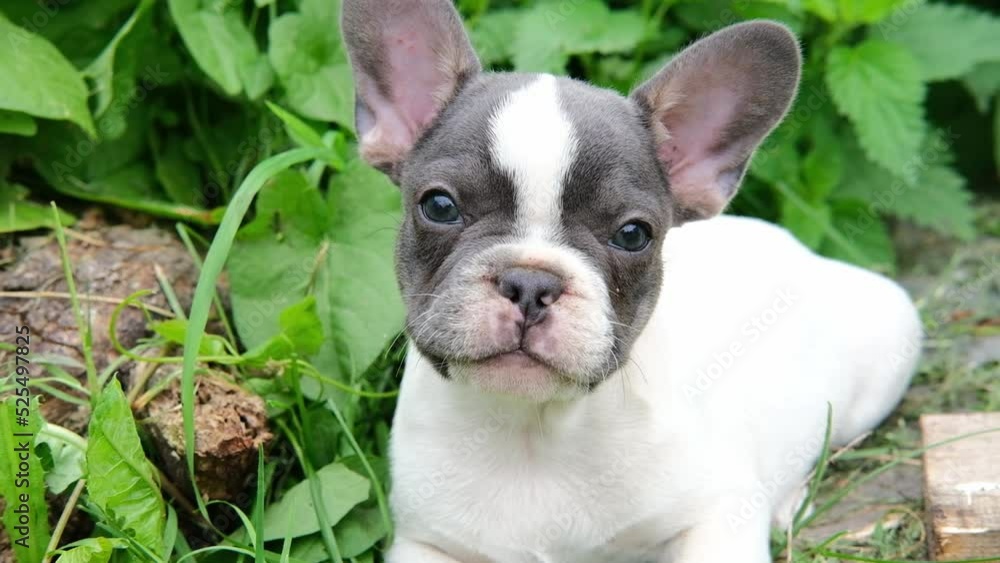 portrait of a cute little french bulldog puppy sitting in the park on the grass and looking at the camera. happy dog outdoors portrait of a cute little french bulldog puppy sitting in the park on the grass and looking at the camera. happy dog outdoors