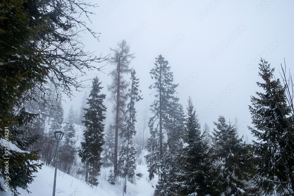 pine trees silhouette in mist