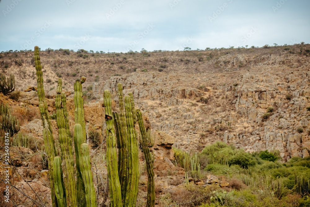 Desert landscape with cactus in Victoria Guanajuato Mexico Desert landscape with cactus in Victoria Guanajuato Mexico