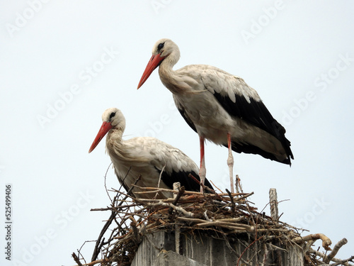 white storks family nesting on the pillars 