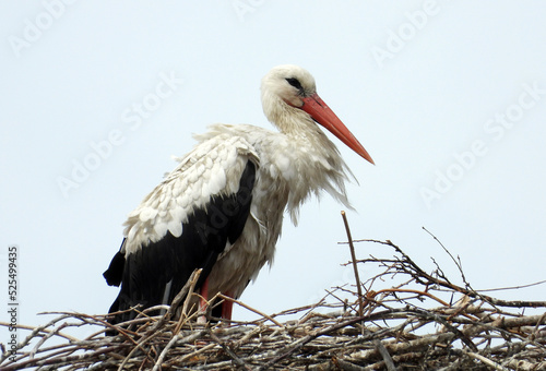 white storks family nesting on the  pillars   