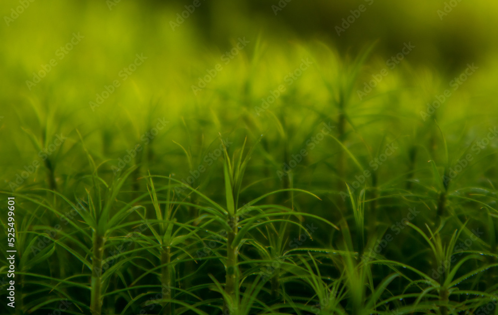 Fototapeta premium forest litter in wetlands