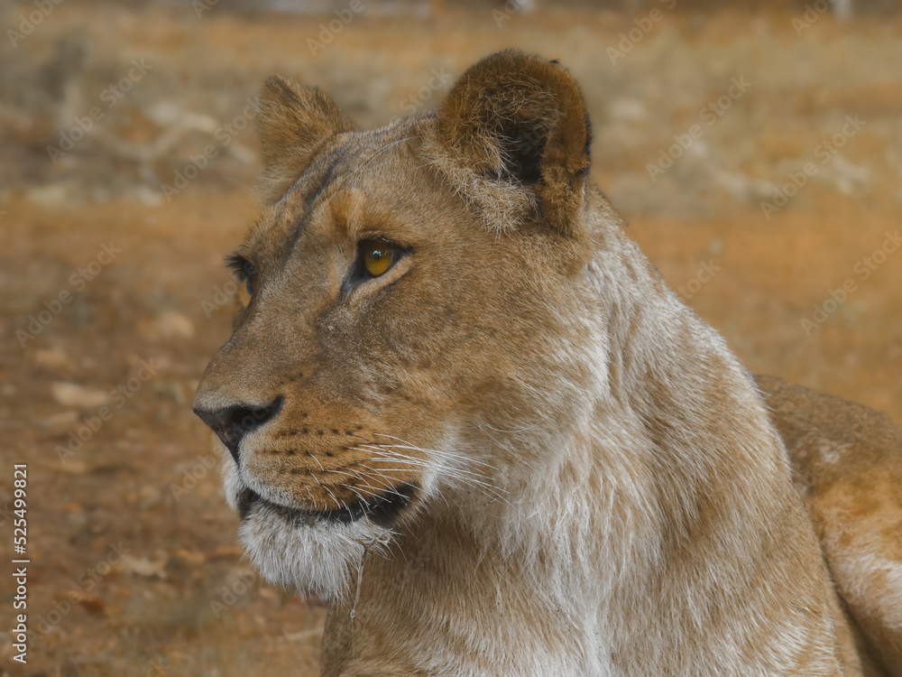 Close up african lioness profile portrait looking left Close up african lioness profile portrait looking left