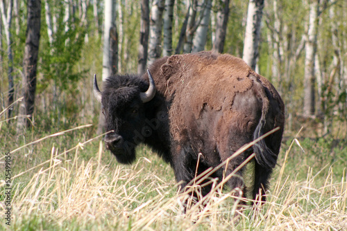 A bison in a small field near a forest in Elk Island National Park, Alberta, Canada. photo