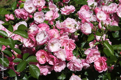 Pink roses (grade Angela (Angelica), R. Kordes, 1984) in Moscow garden. Buds, inflorescence of flower closeup. Summer nature. Postcard with pink rose. Roses blooming. Pink flowers, rose blossom. Photo photo
