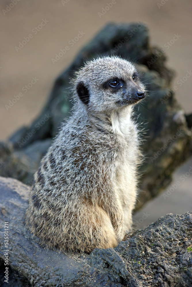 Fototapeta premium Meerkat sitting alone, England UK 
