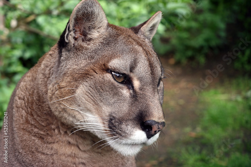 Mountain Lion with head tilted  England UK 