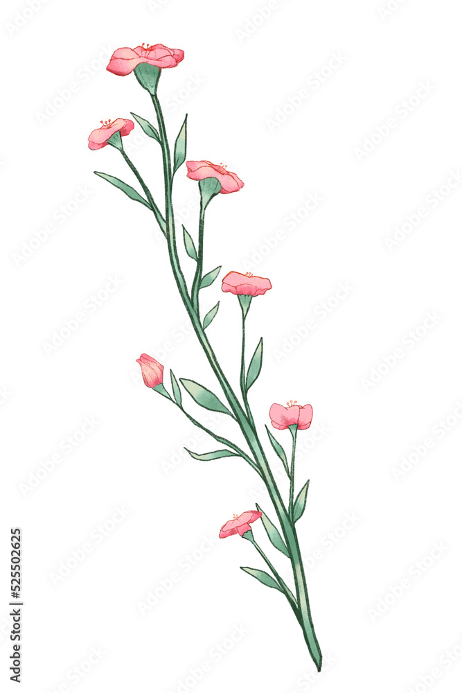 pink carnation flowers pink carnation flowers