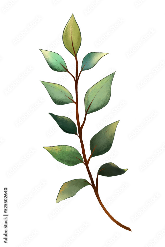 Fototapeta premium green leaves isolated on white background
