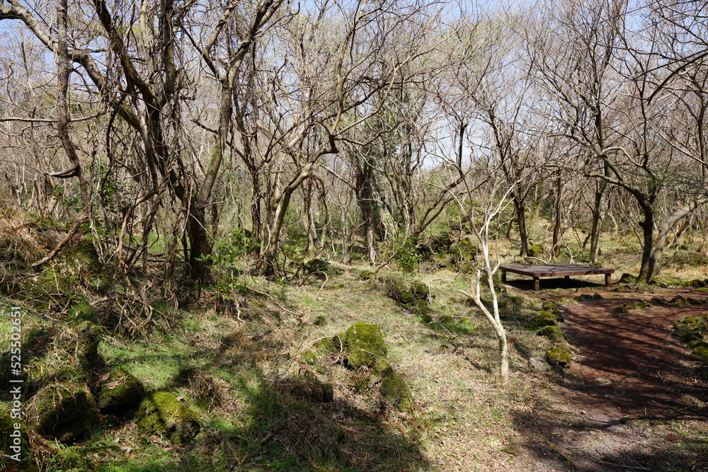 old trees and vines in sunny spring forest old trees and vines in sunny spring forest
