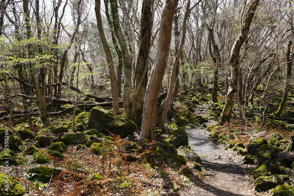fine pathway through old wild forest fine pathway through old wild forest