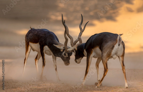 pair of anti lops in the desert ,black bucks deer fighting, The blackbuck, also known as the Indian antelope, is an antelope native to India and Nepal. It inhabits grassy plains and lightly forested 