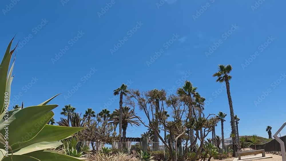 footage of tall lush green palm trees swaying in the wind with a ...