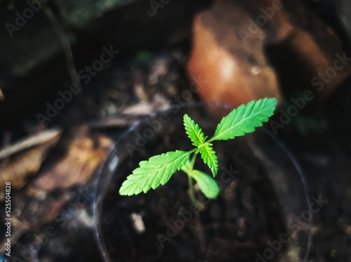 Close up plant in the ground