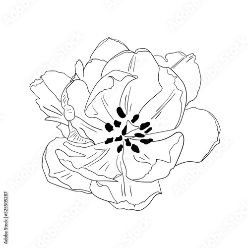 Fototapeta Naklejka Na Ścianę i Meble -  Tulip flower. Sketched vector illustration.