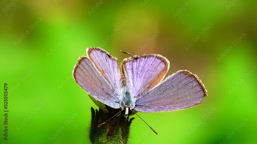 HD 1080p Thai beautiful butterfly on meadow flowers nature outdoor HD 1080p Thai beautiful butterfly on meadow flowers nature outdoor