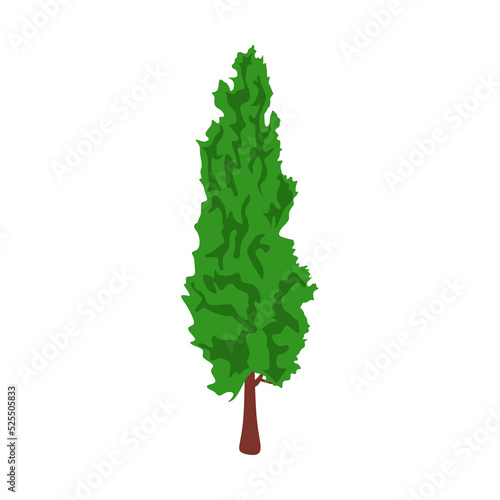 Poplar tree with long crown and trunk. Deciduous forest tall foliage plant. Green leaf cypress. Botanical flat cartoon vector illustration isolated on white background