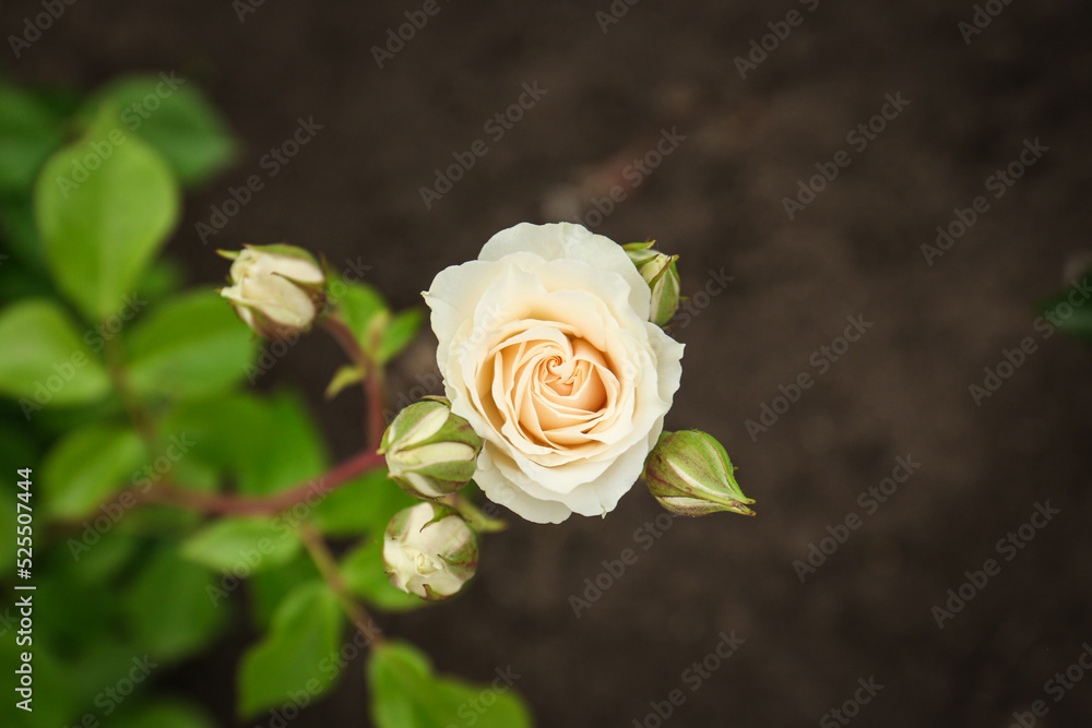 Fototapeta premium Closeup view of beautiful blooming rose bush outdoors