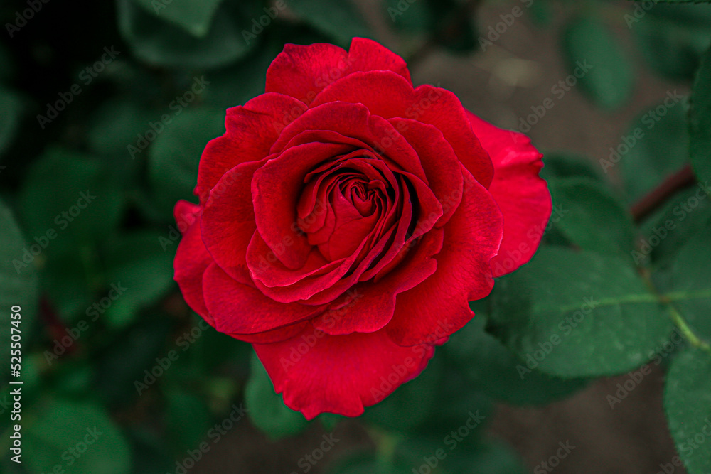 Closeup view of beautiful blooming rose bush outdoors Closeup view of beautiful blooming rose bush outdoors