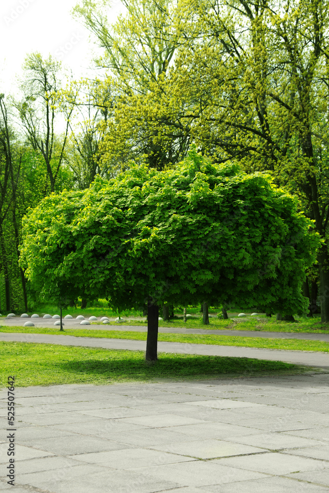 Tree with green leaves in park on sunny day