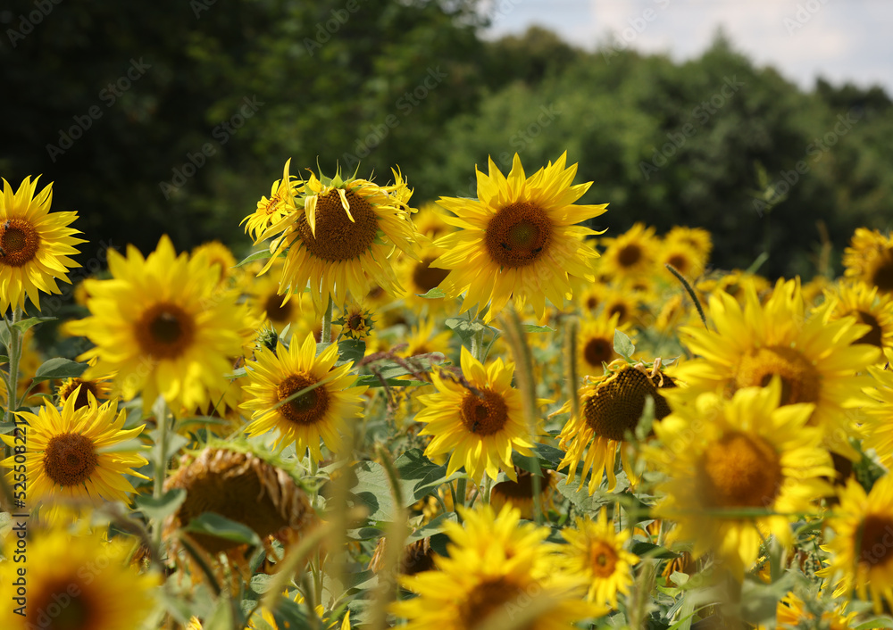 Yellow Sunflowers growing in a field. Natural sunflower background. Yellow Sunflowers growing in a field. Natural sunflower background.