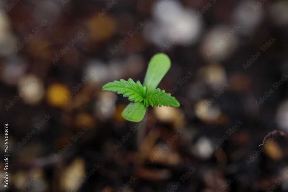 Photos of marijuana for medicinal purposes or others Photos of marijuana for medicinal purposes or others