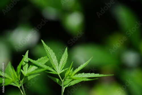Photos of marijuana for medicinal purposes or others