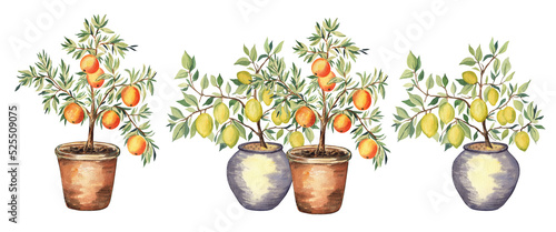 Set of watercolor illustrations of the orange and lemon trees in pots