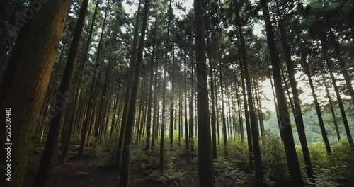 대한민국 제주도의 이른 아침 햇살이 드리운 아름다운 숲을 거닐다. 