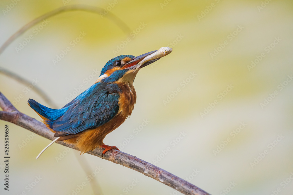 Fototapeta premium The common kingfisher (Alcedo atthis), also known as the Eurasian kingfisher and river kingfisher, is a small kingfisher.