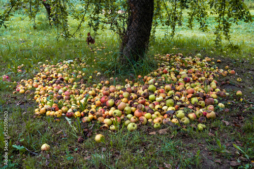 Fototapeta Naklejka Na Ścianę i Meble -  Many rotten apples lying under a tree on a green meadow
