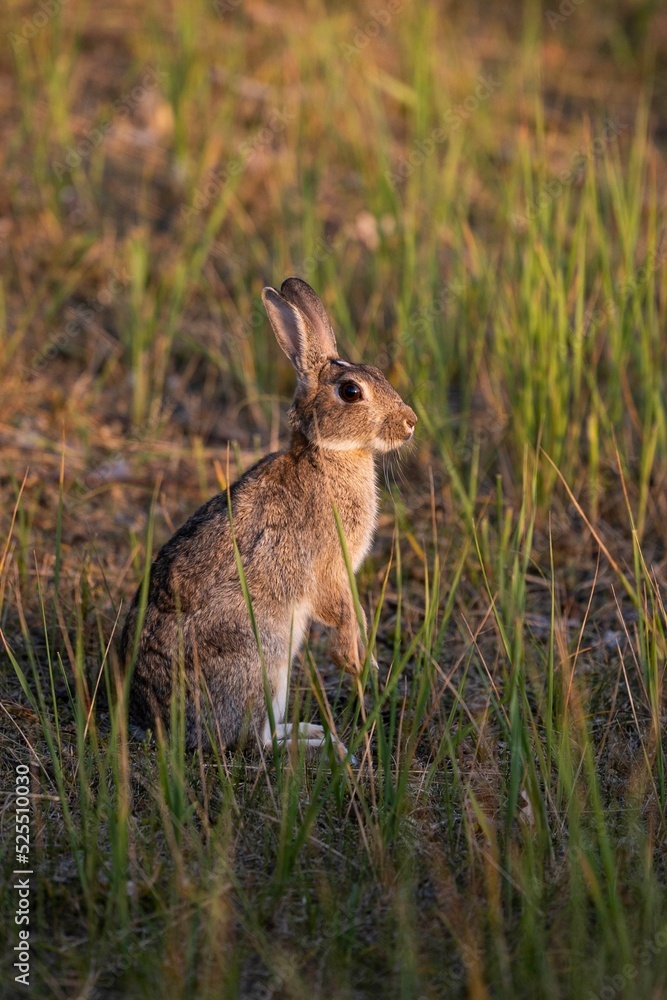 Fototapeta premium Ein wilder Hase auf einem Damm auf Rügen an der Ostsee