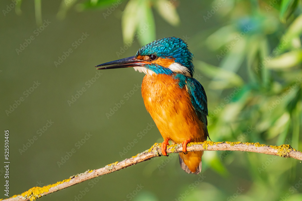 The common kingfisher (Alcedo atthis), also known as the Eurasian kingfisher and river kingfisher, is a small kingfisher. The common kingfisher (Alcedo atthis), also known as the Eurasian kingfisher and river kingfisher, is a small kingfisher.