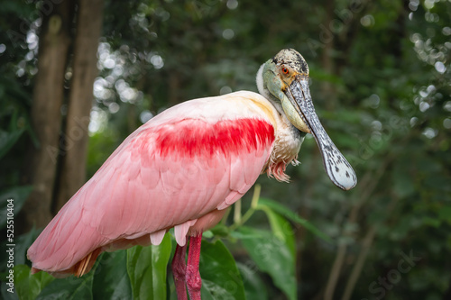 Portrait of roseate spoonbill. One isolated Platalea ajaja.