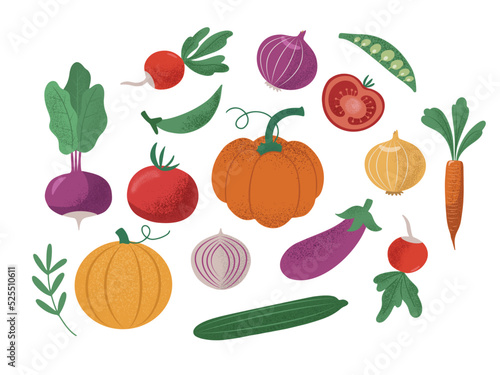 Hand drawn set with different farm agriculture vegetables  autumn food harvesting. Isolated on white vector illustration