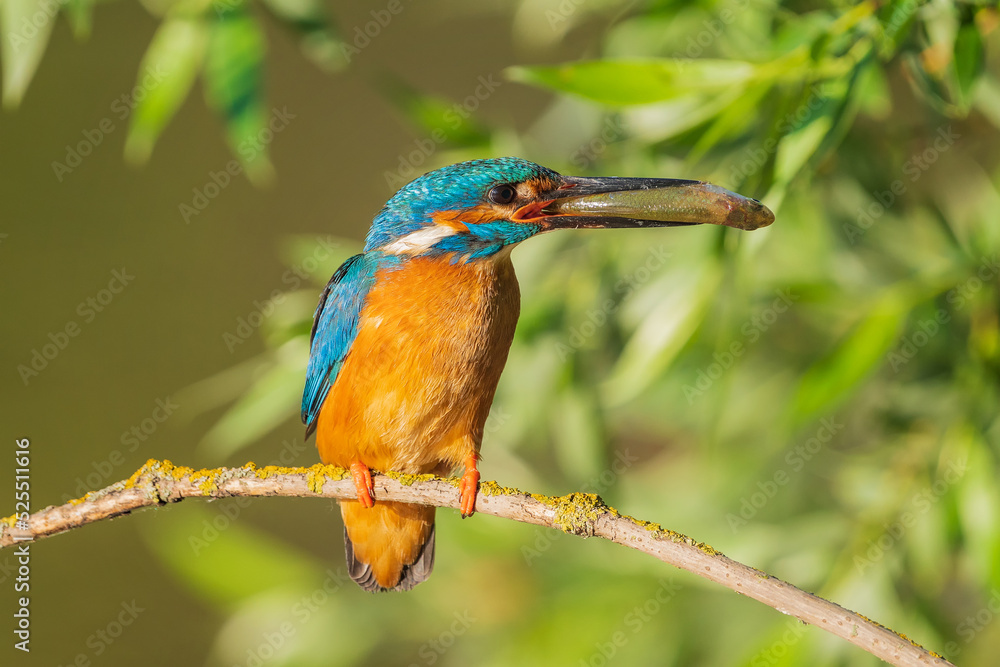 The common kingfisher (Alcedo atthis), also known as the Eurasian kingfisher and river kingfisher, is a small kingfisher. The common kingfisher (Alcedo atthis), also known as the Eurasian kingfisher and river kingfisher, is a small kingfisher.
