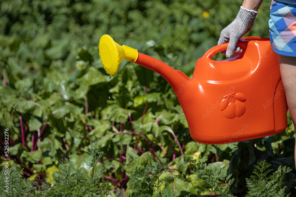 Fototapeta premium a man stands with a watering can in the garden near the beets