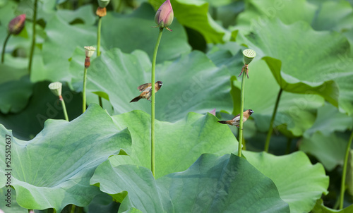 two birds perching on the lotus leaves