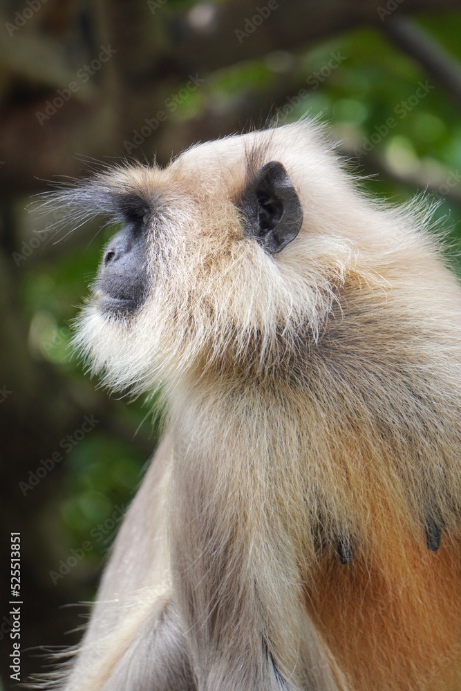 Obraz premium wild life