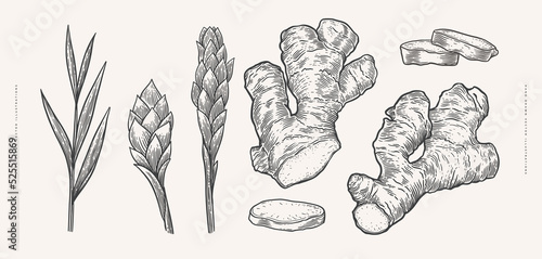 Big set of ginger roots whole and sliced. Hand drawn leaves and flowers of medicinal plant in vintage engraving style. Design element for culinary or medical products. Botanical illustration.