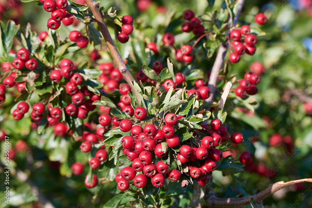 Weissdornbeeren (Crataegus Laevigata)