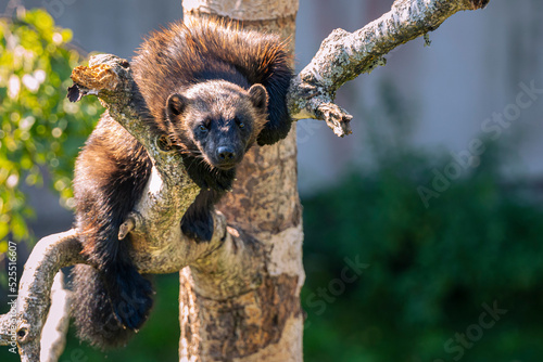 Wolverine on a birch tree