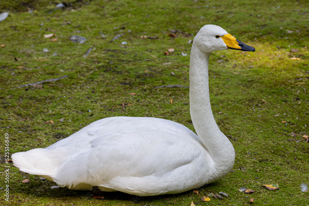 The whooper swan (Cygnus cygnus) The whooper swan (Cygnus cygnus)