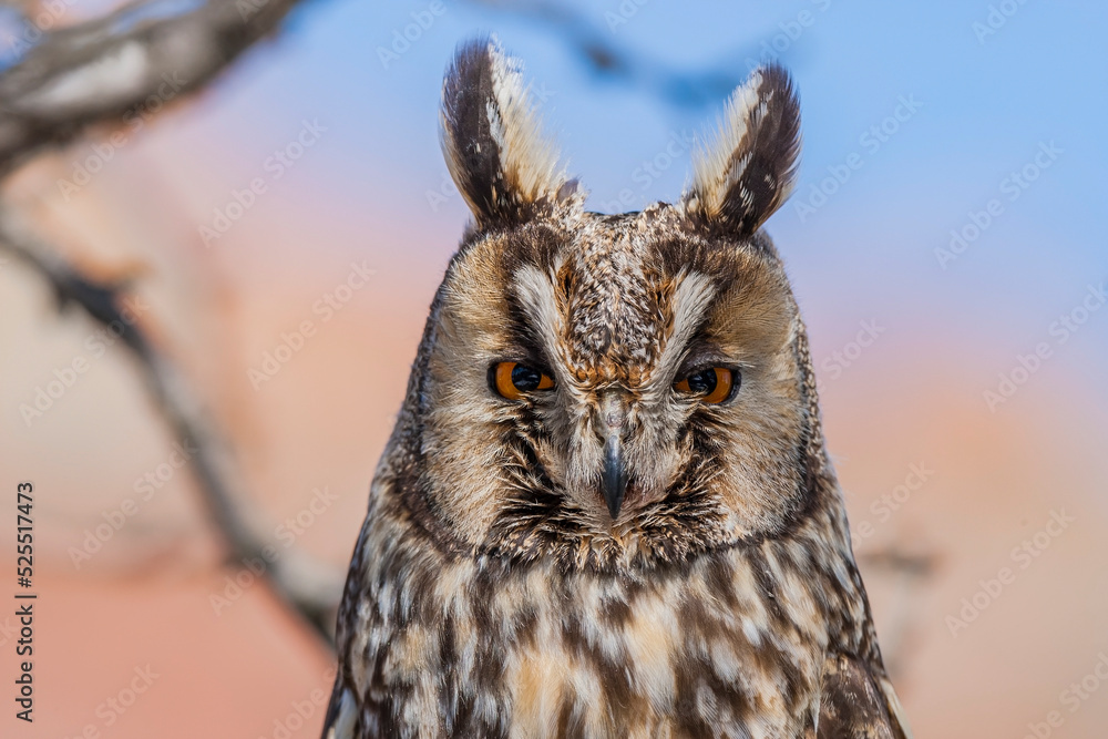 Long-eared Owl (Asio otus) sitting on a tree branch Long-eared Owl (Asio otus) sitting on a tree branch
