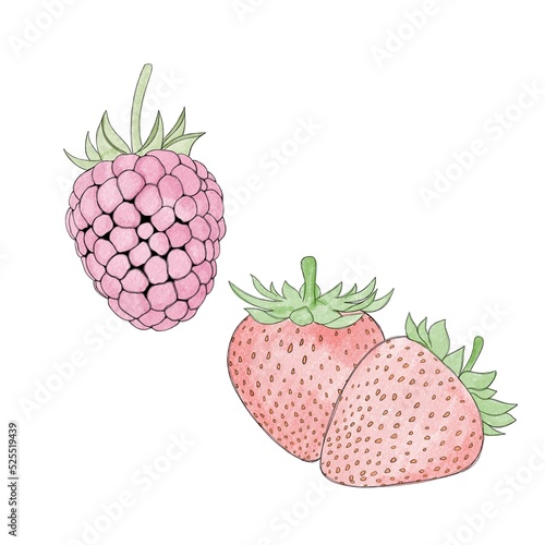 ripe juicy raspberry and sweet ripe strawberry - freehand watercolor fruit