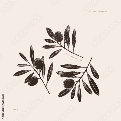 Olive branch silhouette illustration. Vintage style. Olives with leaves. 