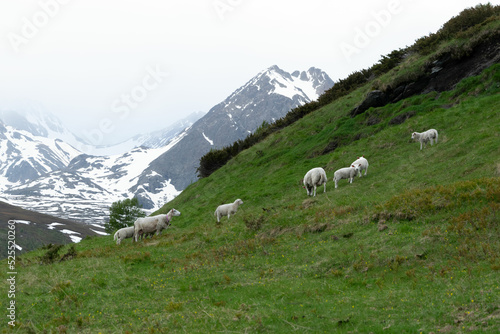 Sheeps on Lyngen Alps, Norway, 23.6 2022