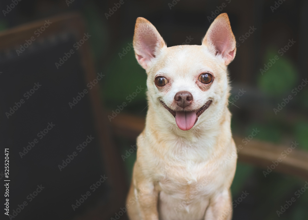 fat brown short hair Chihuahua dog stadning on black vintage armchair in the garden, smiling and looking at camera. fat brown short hair Chihuahua dog stadning on black vintage armchair in the garden, smiling and looking at camera.