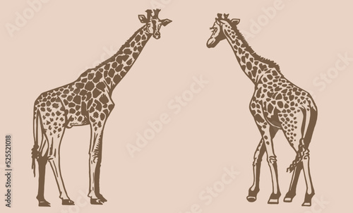 Graphical set of giraffes on sepia background, African animal vector illustration