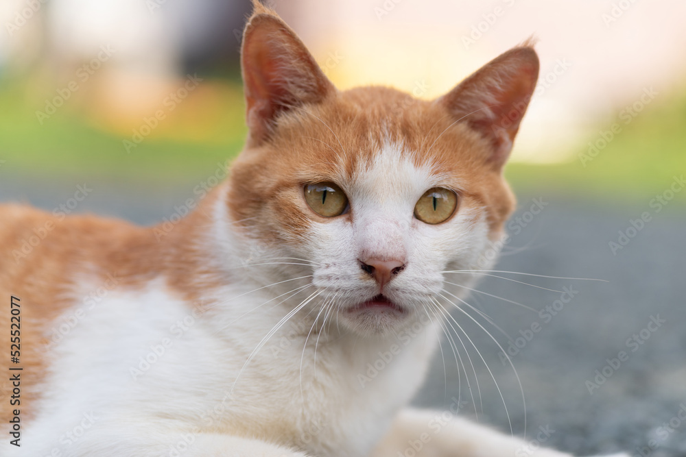 見つめる猫　茶トラ白